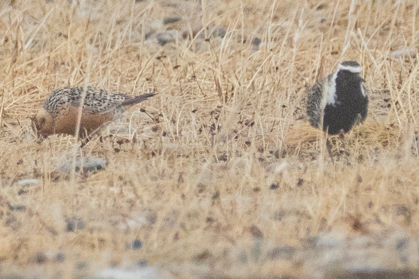 Red Knot - ML639056158