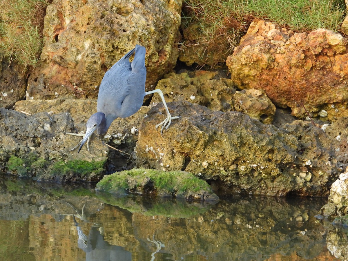 Little Blue Heron - ML639056160