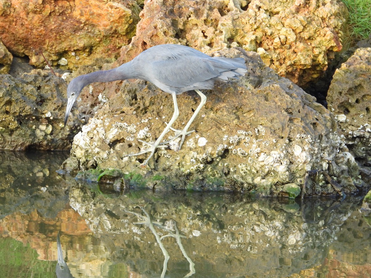 Little Blue Heron - ML639056162