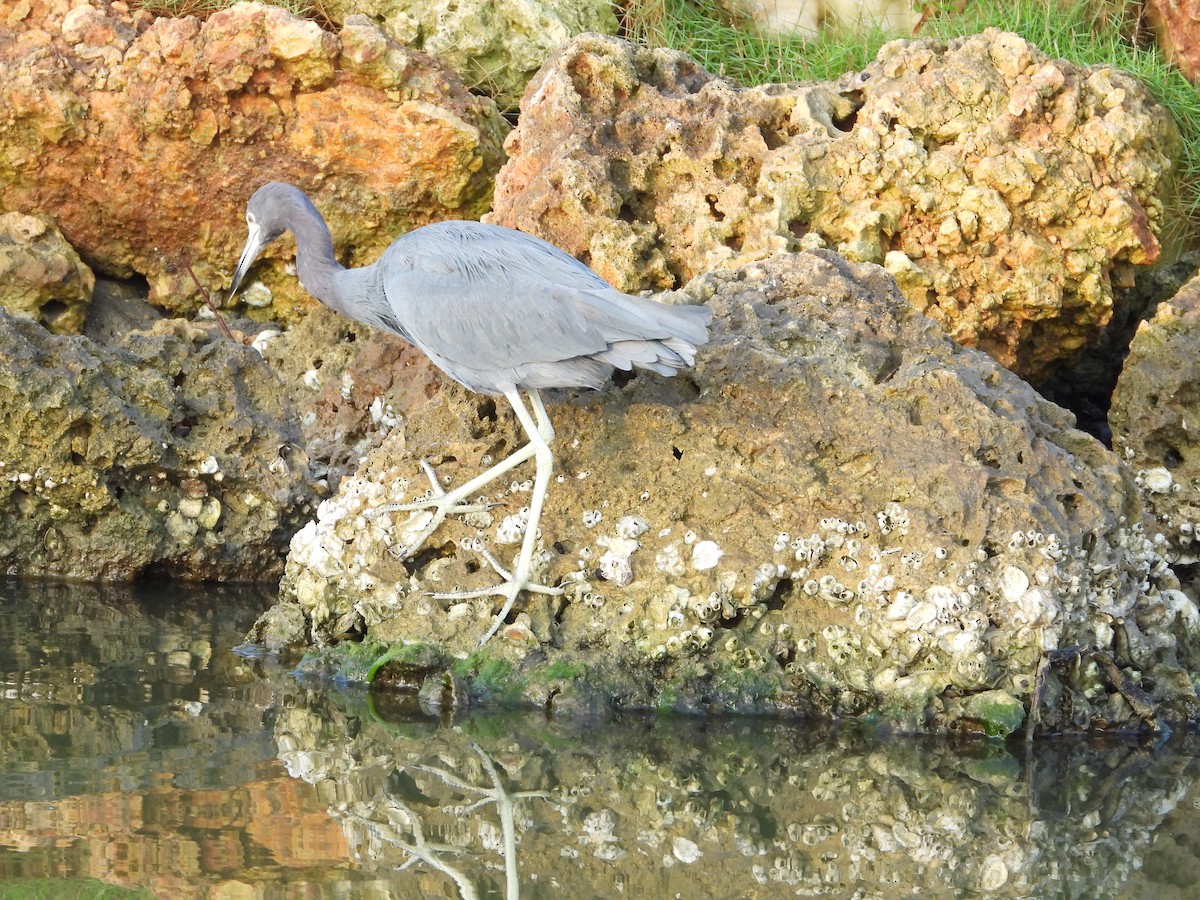 Little Blue Heron - ML639056165