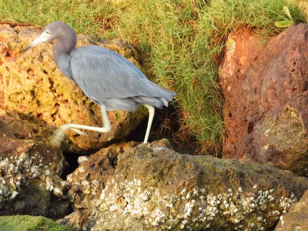 Little Blue Heron - ML639056166