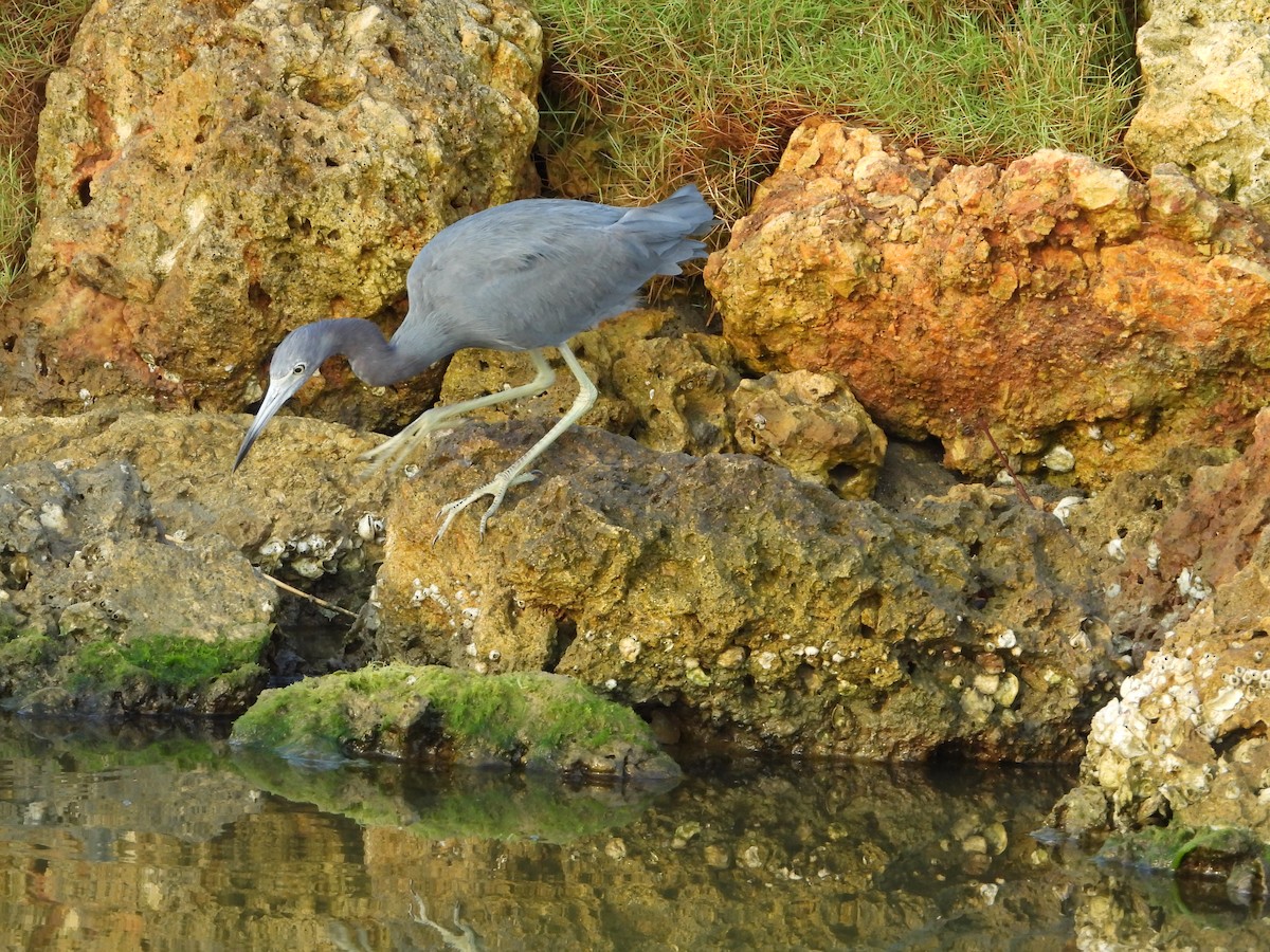 Little Blue Heron - ML639056167