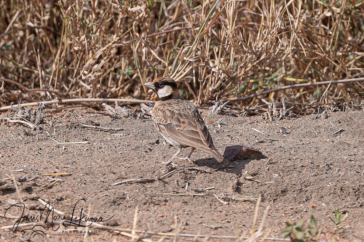 Fischer's Sparrow-Lark - ML639056172