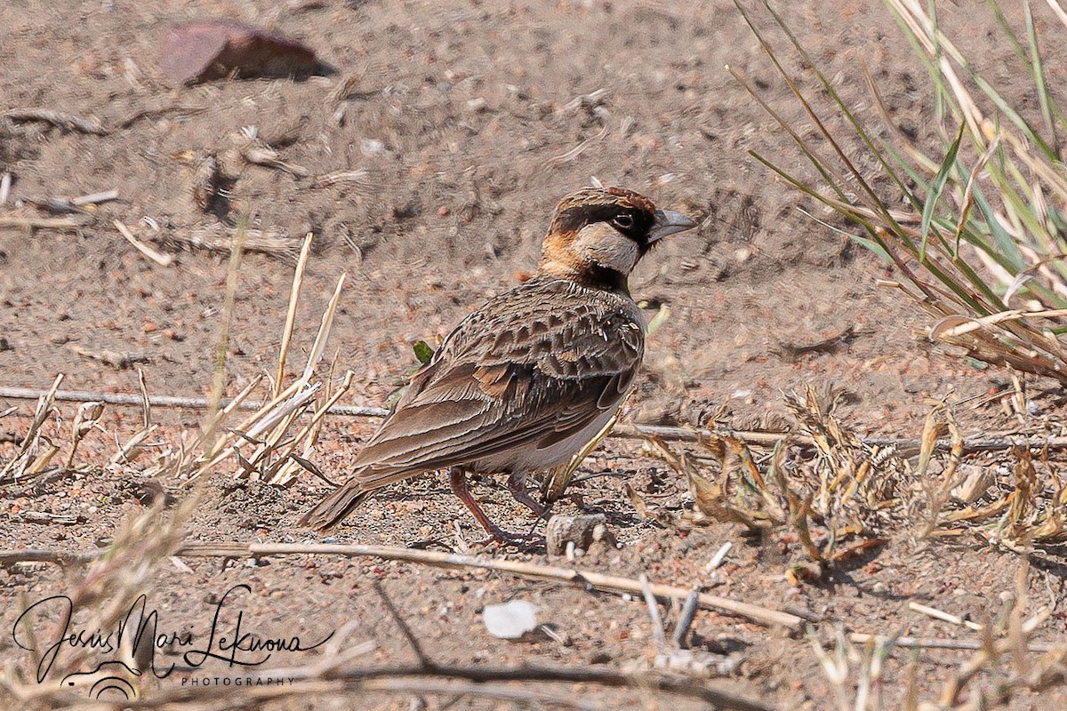 Fischer's Sparrow-Lark - ML639056173