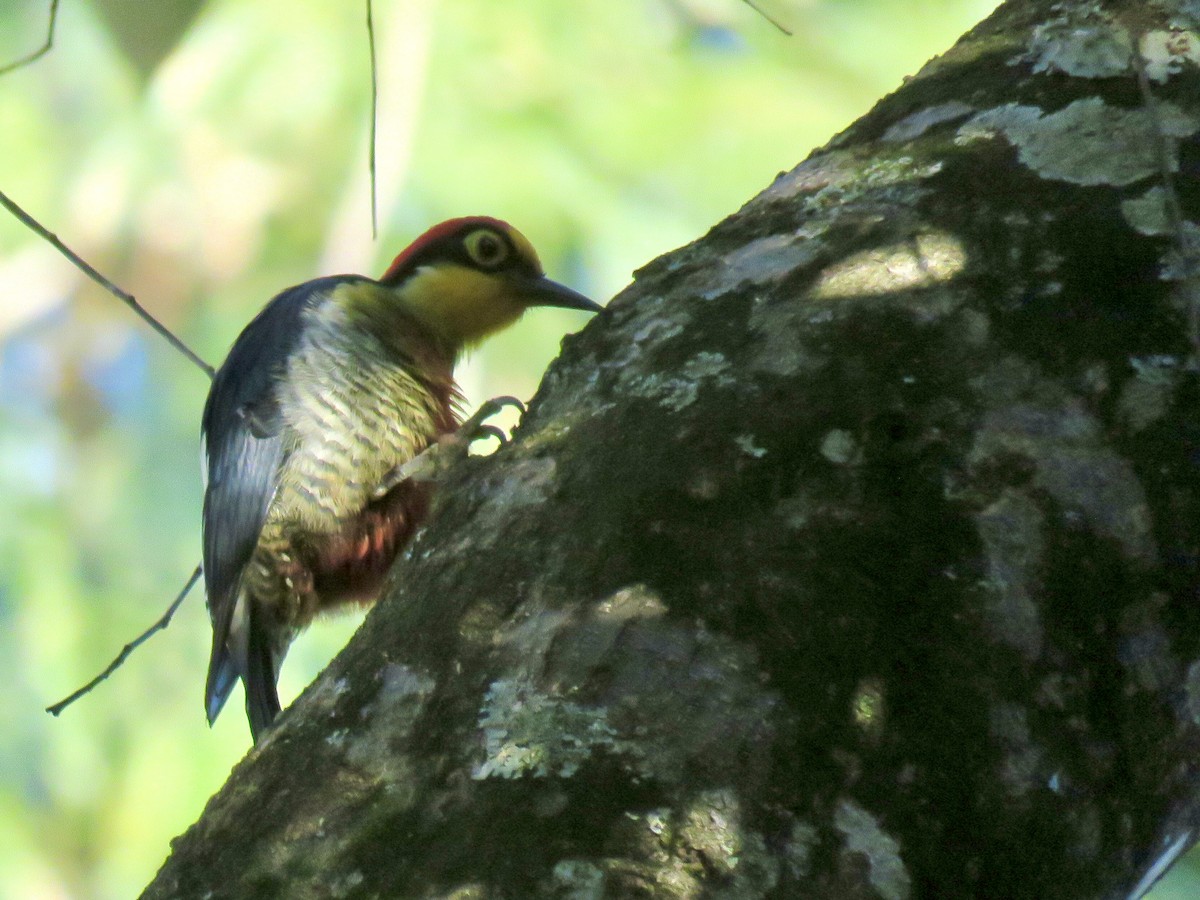 Yellow-fronted Woodpecker - ML639056175