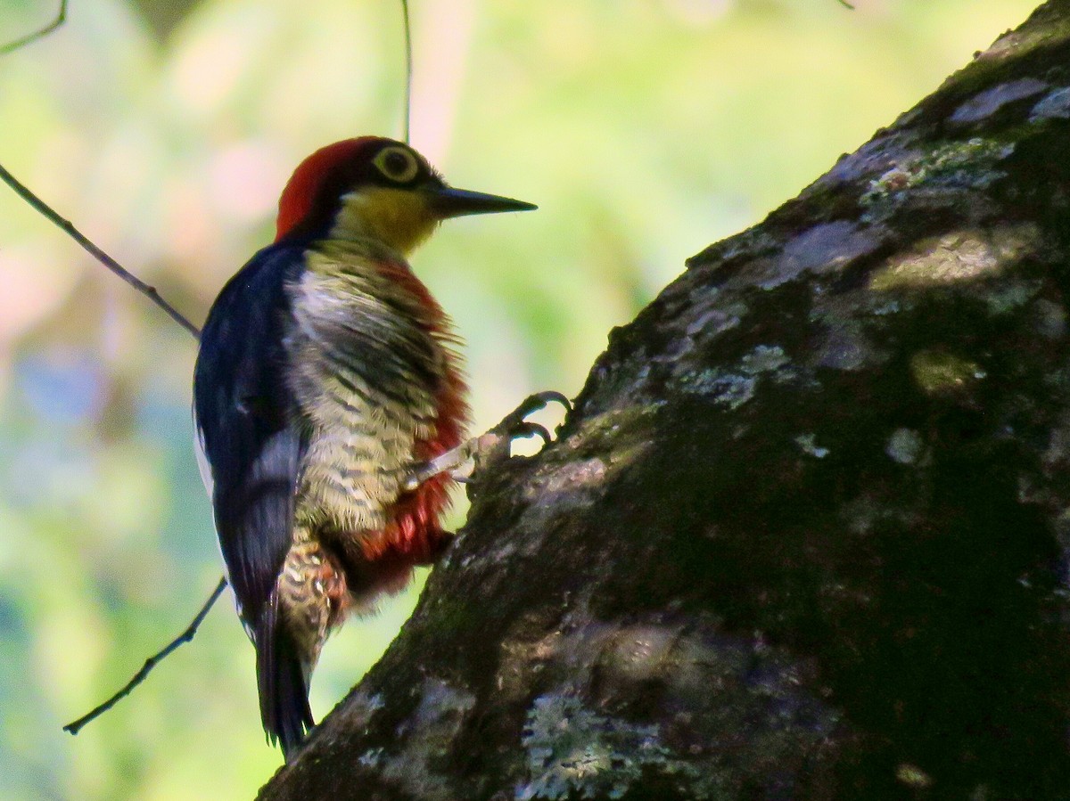 Yellow-fronted Woodpecker - ML639056176