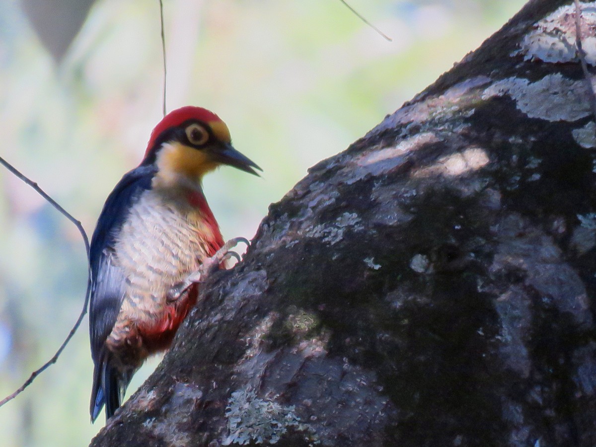 Yellow-fronted Woodpecker - ML639056177