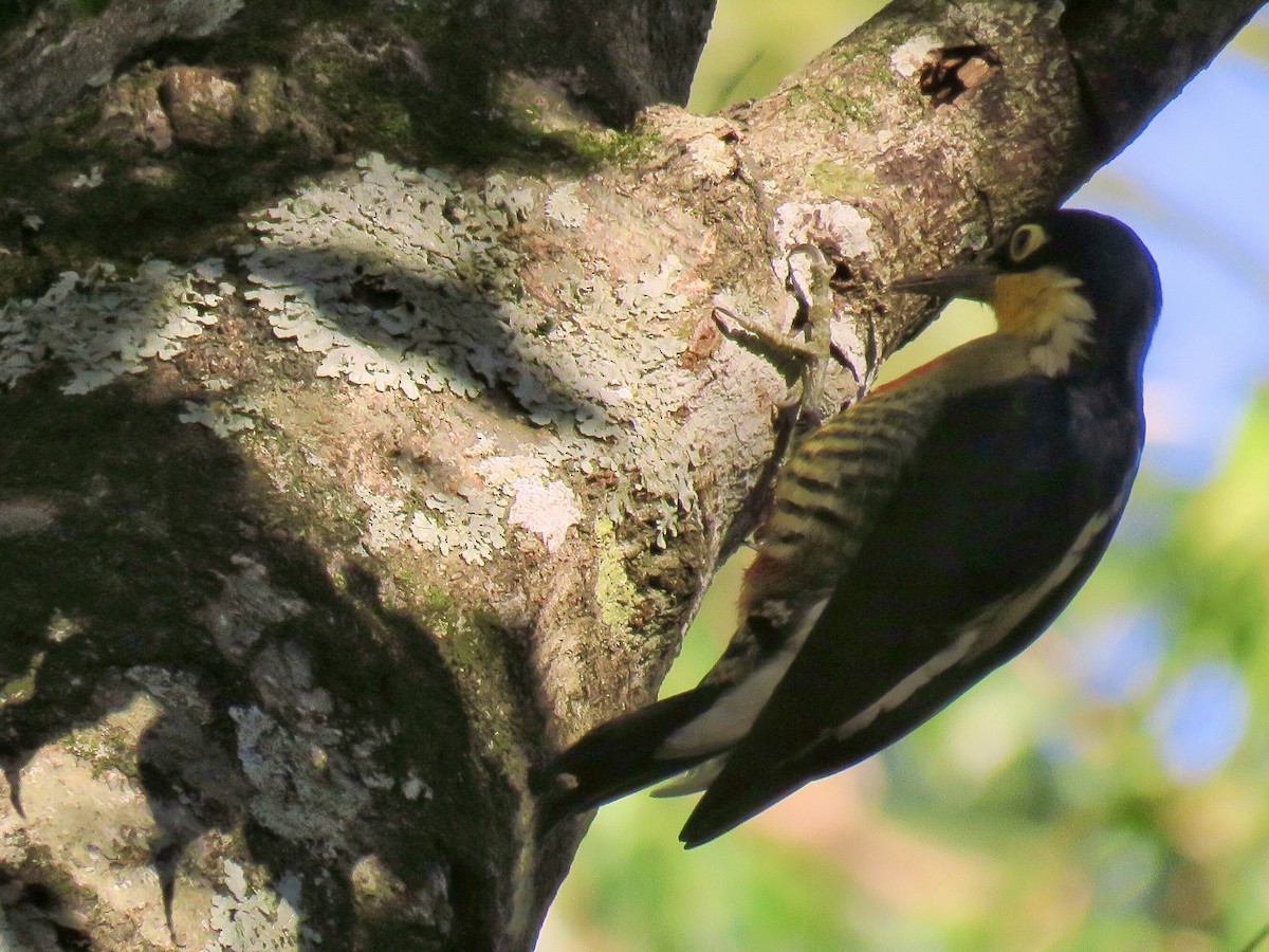 Yellow-fronted Woodpecker - ML639056178