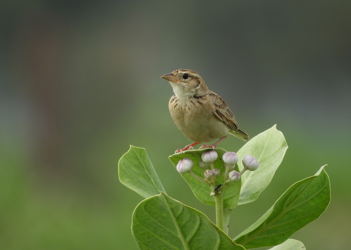 Singing Bushlark - ML639056193