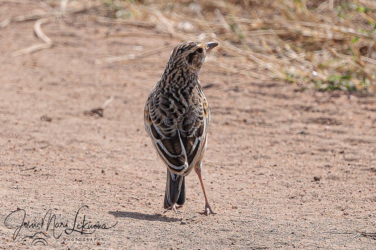 Rufous-naped Lark - ML639056229