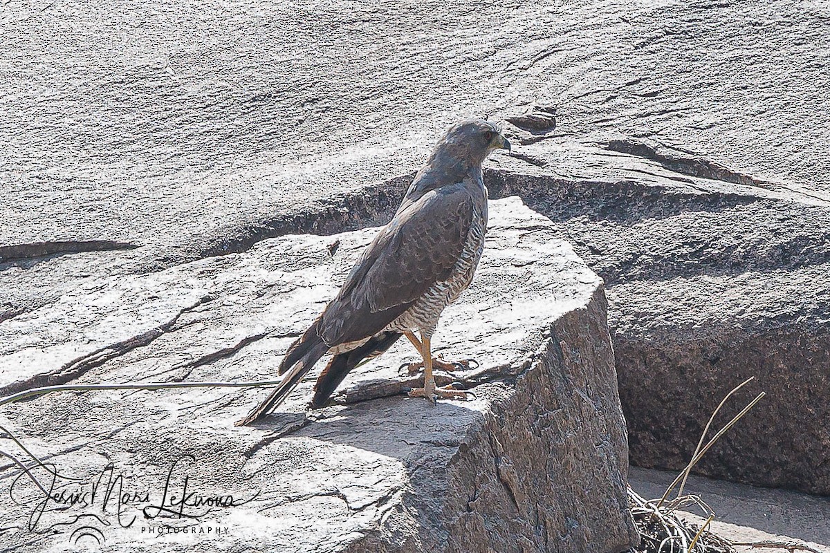 Eastern Chanting-Goshawk - ML639056264