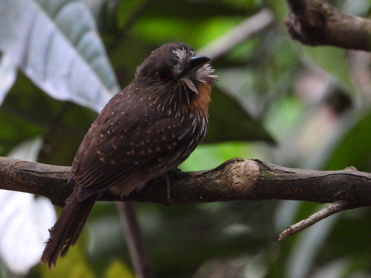 White-whiskered Puffbird - ML639056306