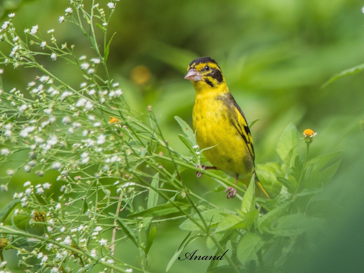 Yellow-breasted Greenfinch - ML639056338