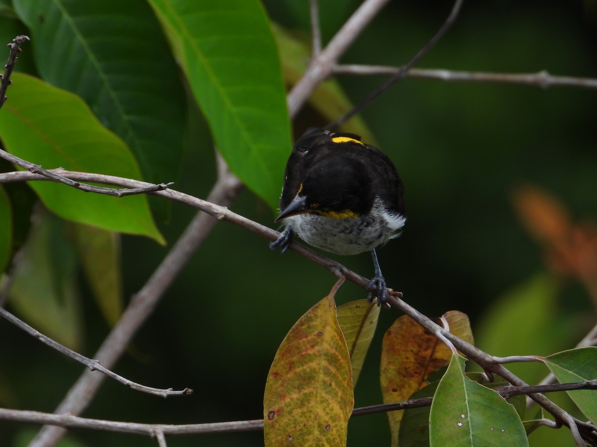 Yellow-backed Tanager - ML639056342