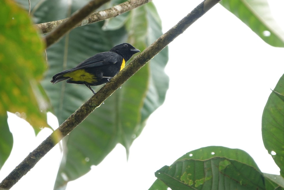 Golden-chested Tanager - ML639056355