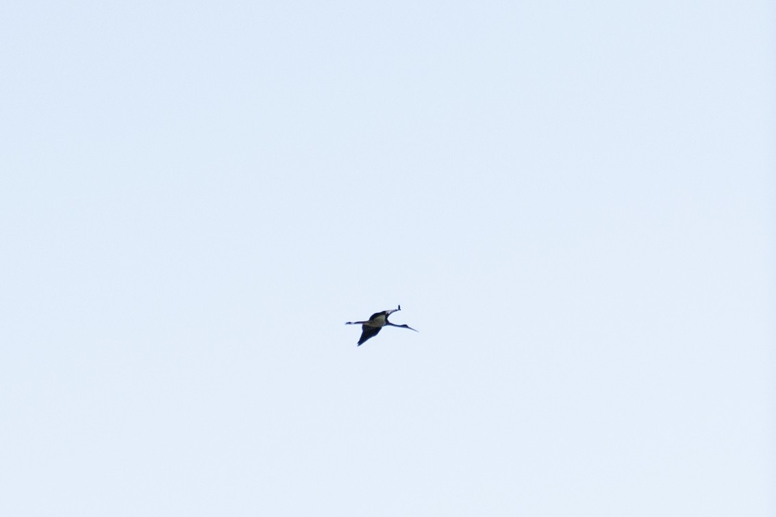 Black Stork - ML639056396