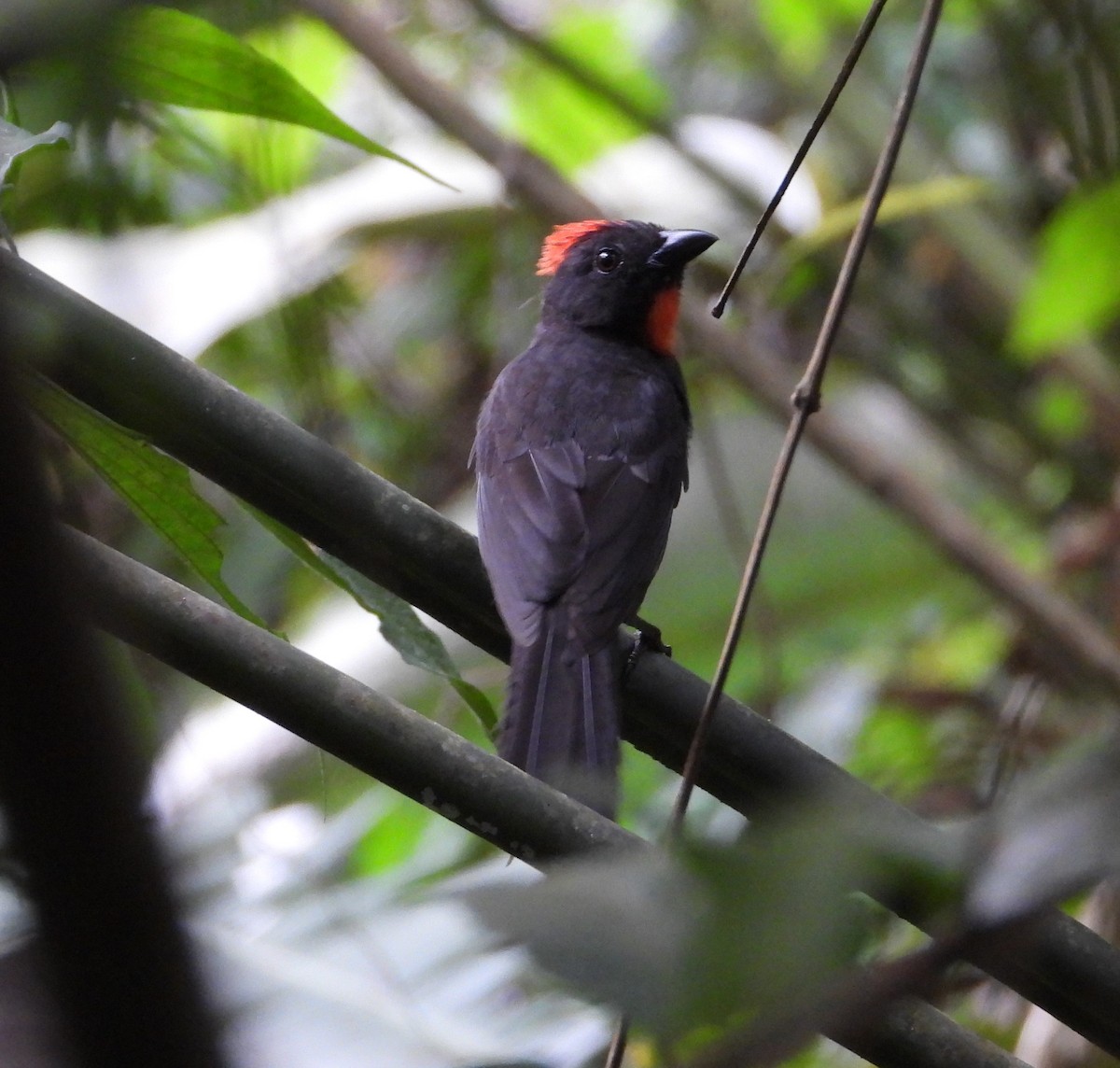 Sooty Ant-Tanager - ML639056397