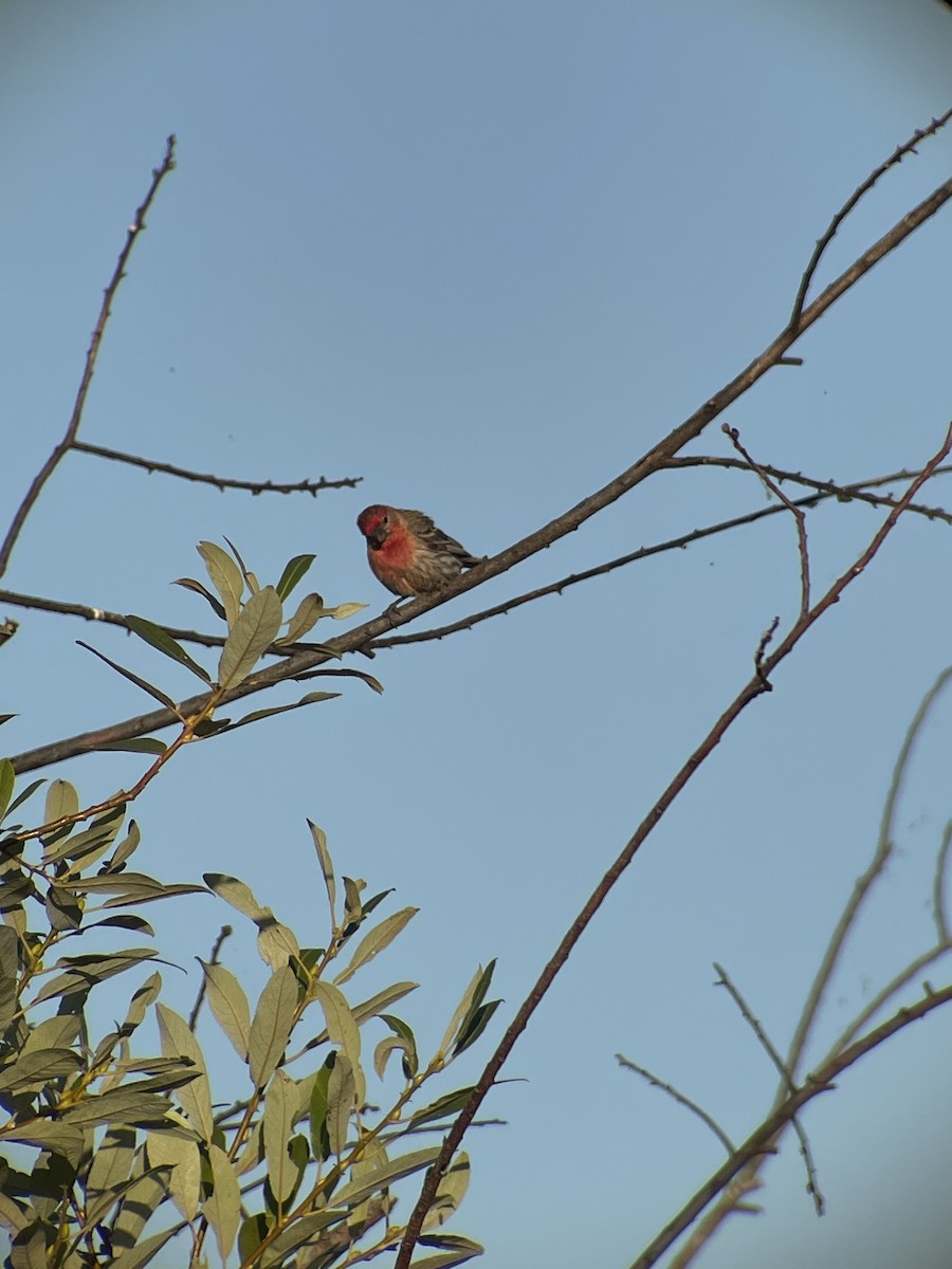 House Finch - ML639056456