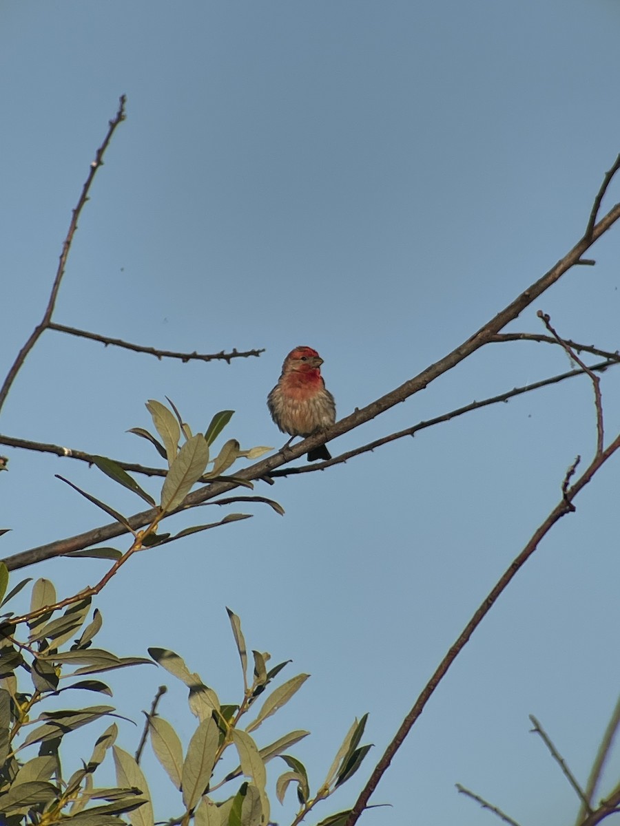 House Finch - ML639056457