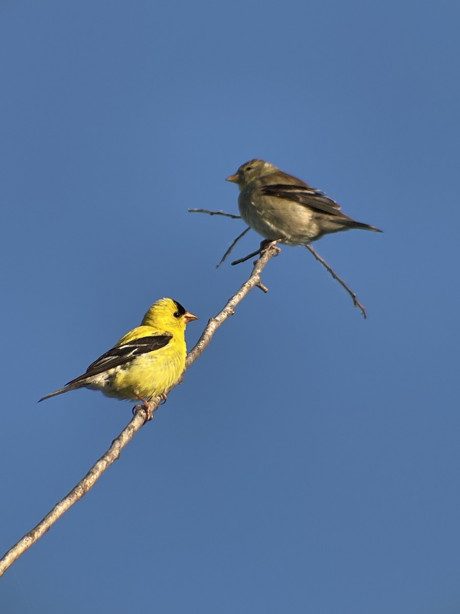 American Goldfinch - ML639056463