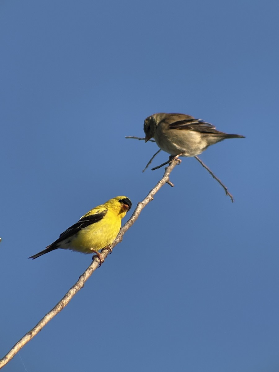 American Goldfinch - ML639056464