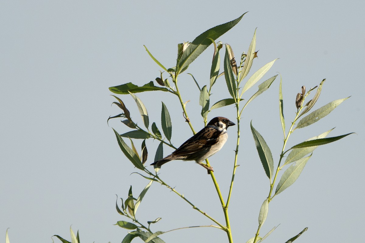 Eurasian Tree Sparrow - ML639056469
