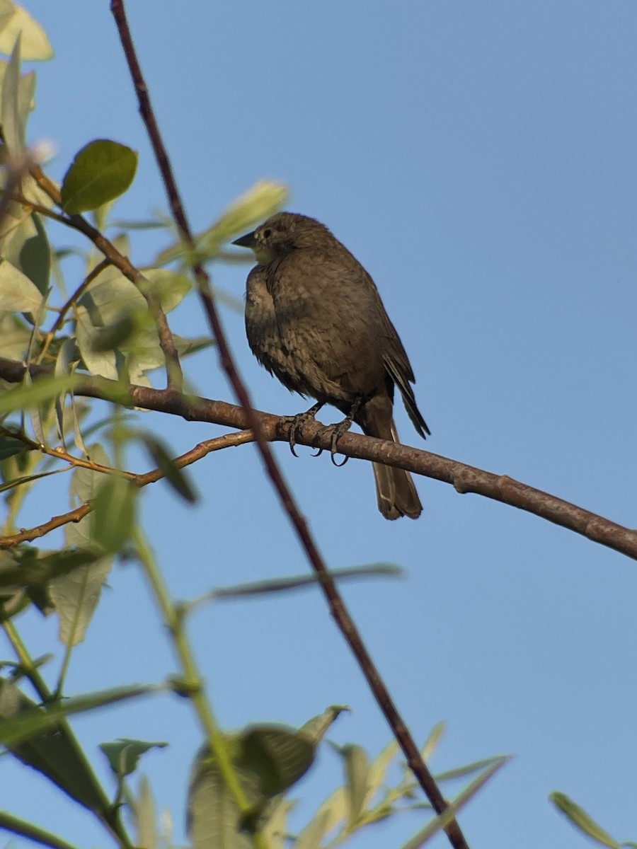 Brown-headed Cowbird - ML639056494