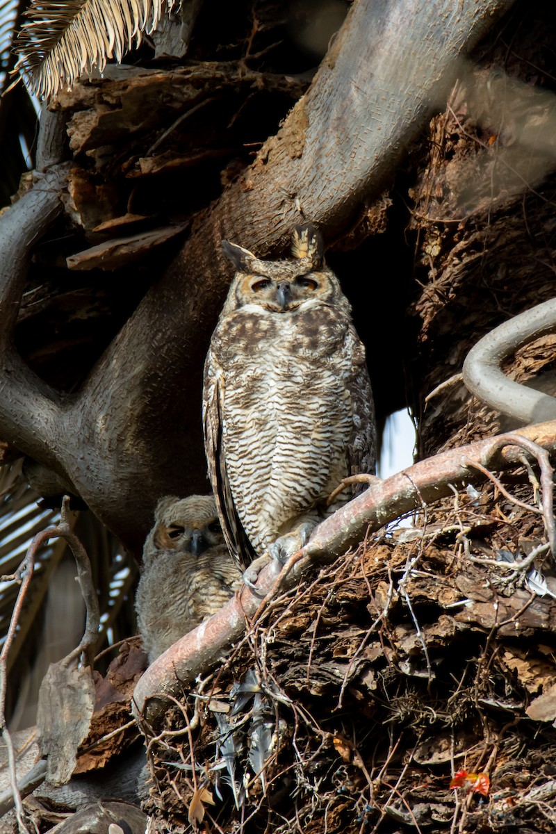 Great Horned Owl - ML639056569