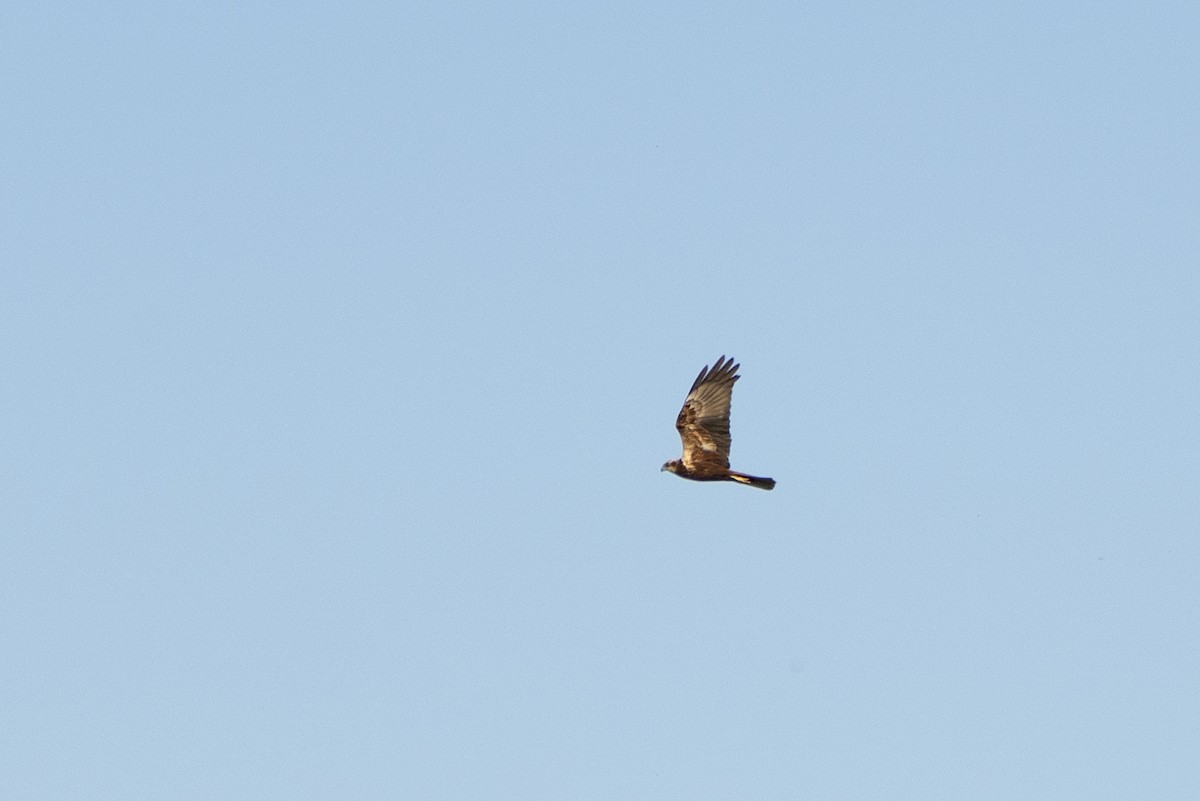 Western Marsh Harrier - ML639056579