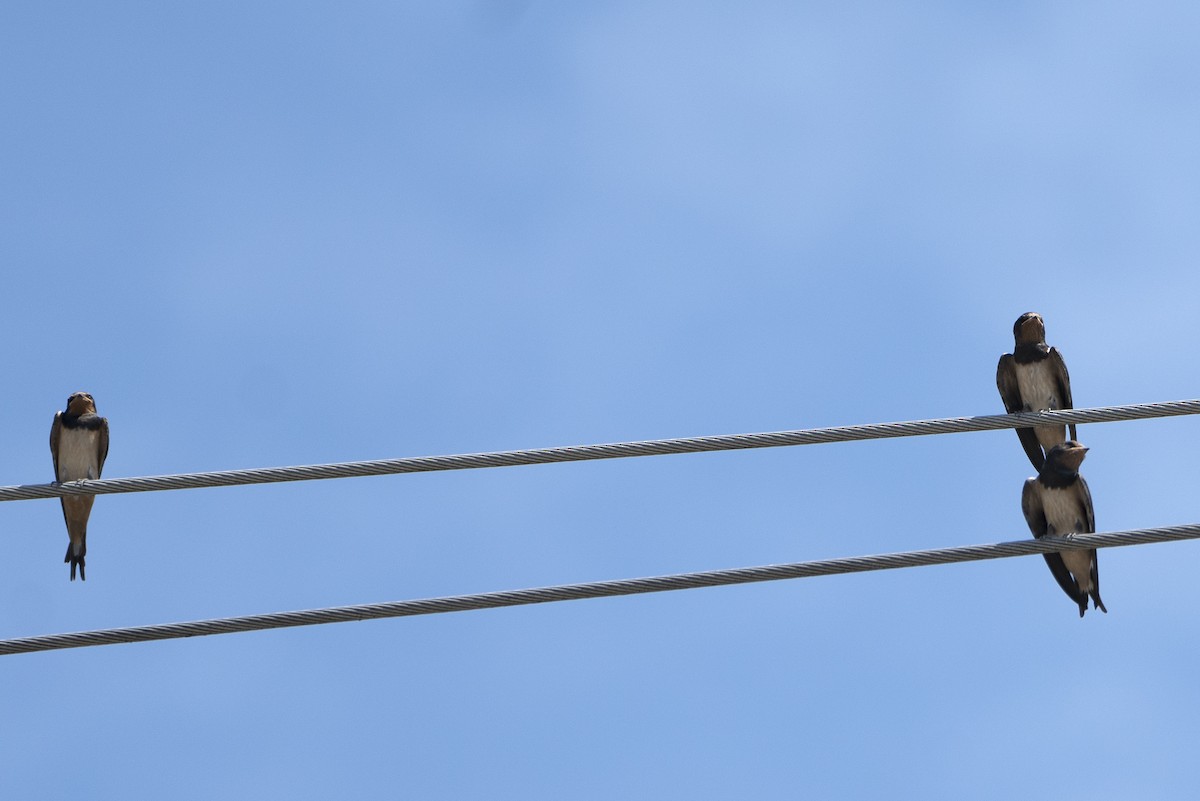 Barn Swallow - ML639056625