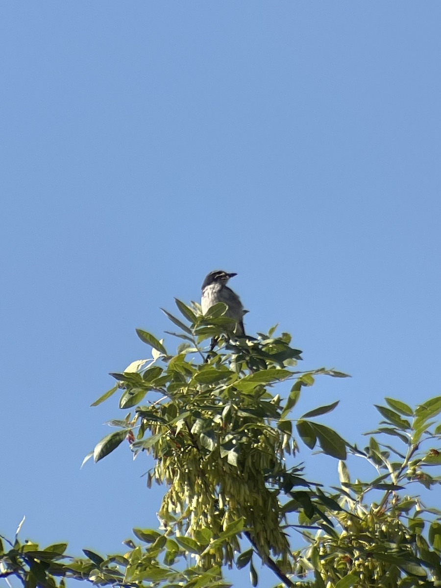 カリフォルニアカケス - ML639056641