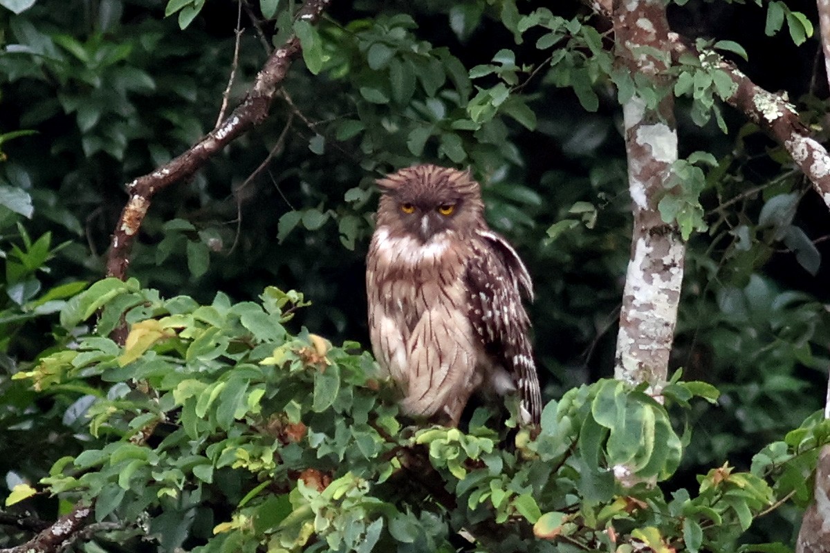 Brown Fish-Owl - ML639056701