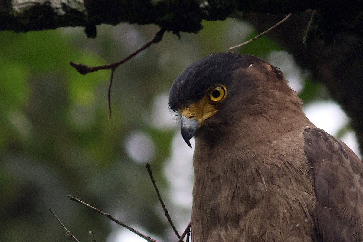 Crested Serpent-Eagle - ML639056732