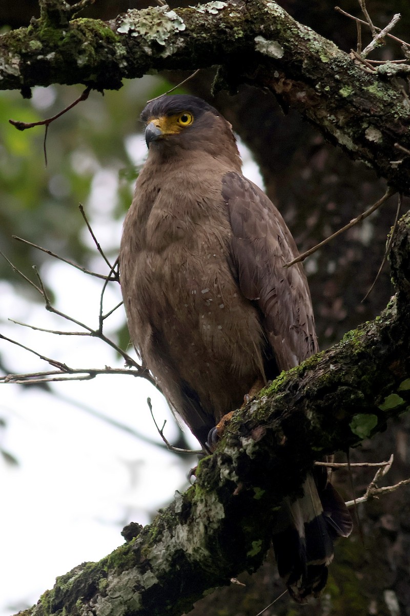 Crested Serpent-Eagle - ML639056734