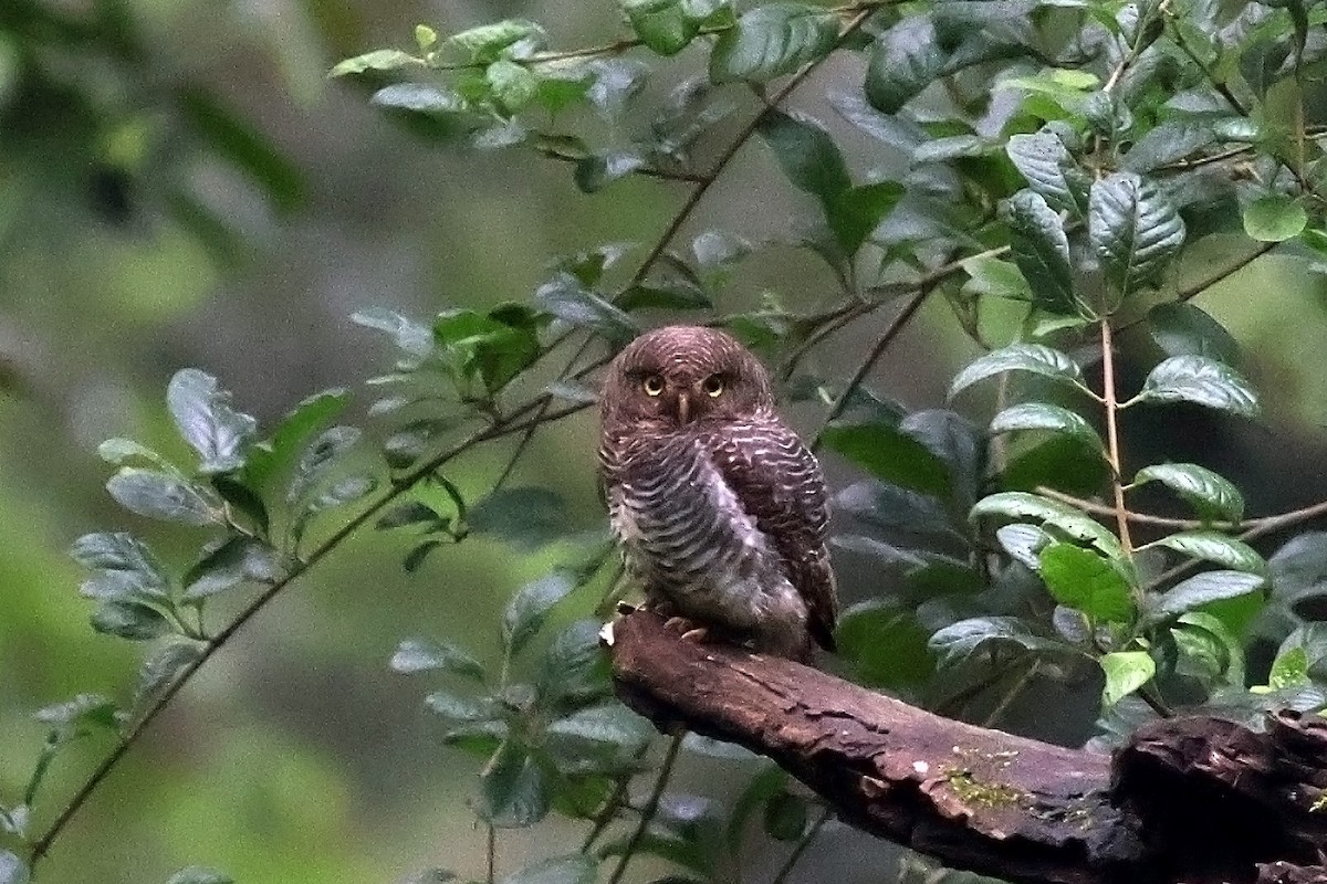 Jungle Owlet - ML639056774