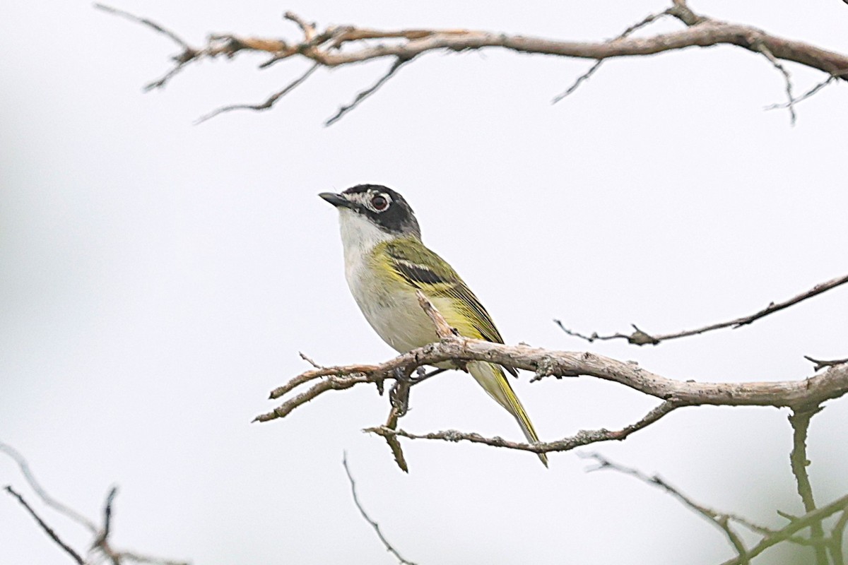 Black-capped Vireo - ML639056795