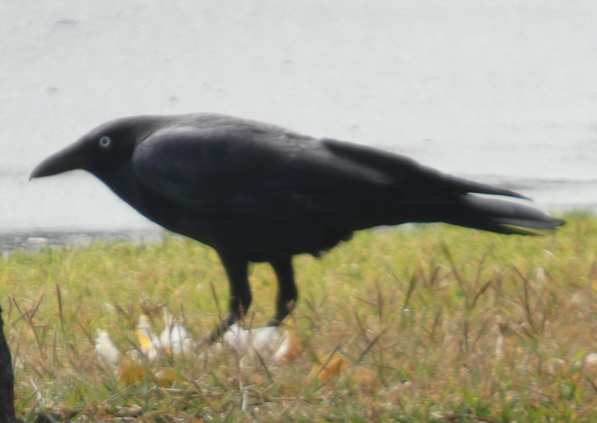 Torresian Crow - ML639056822