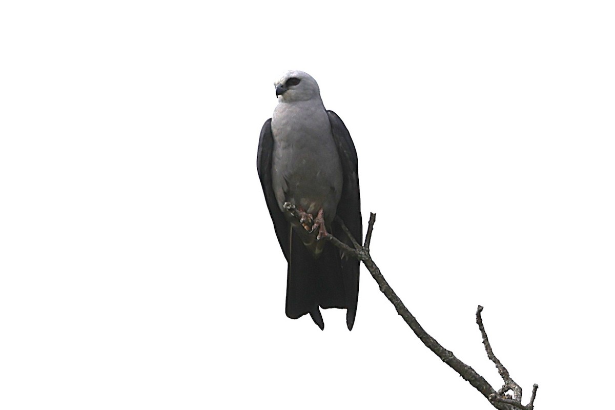 Mississippi Kite - ML639056831