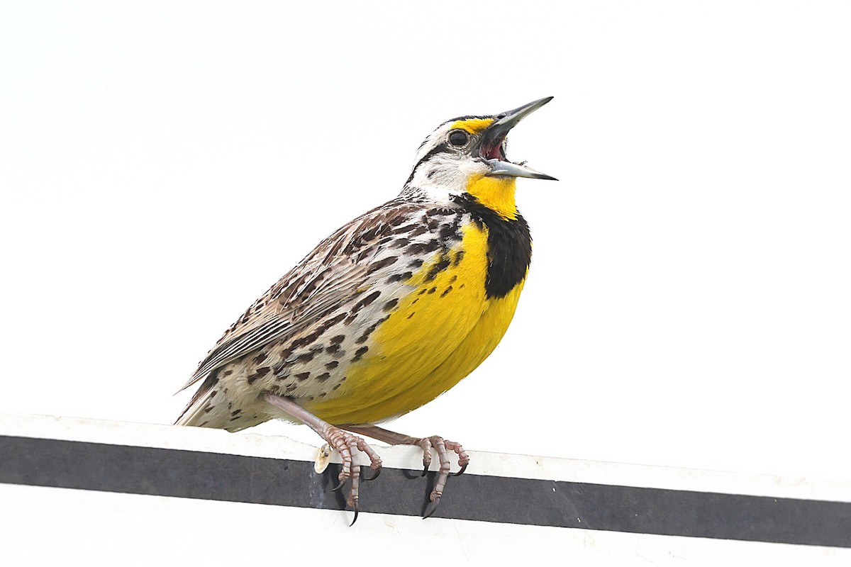 Eastern Meadowlark - ML639056882