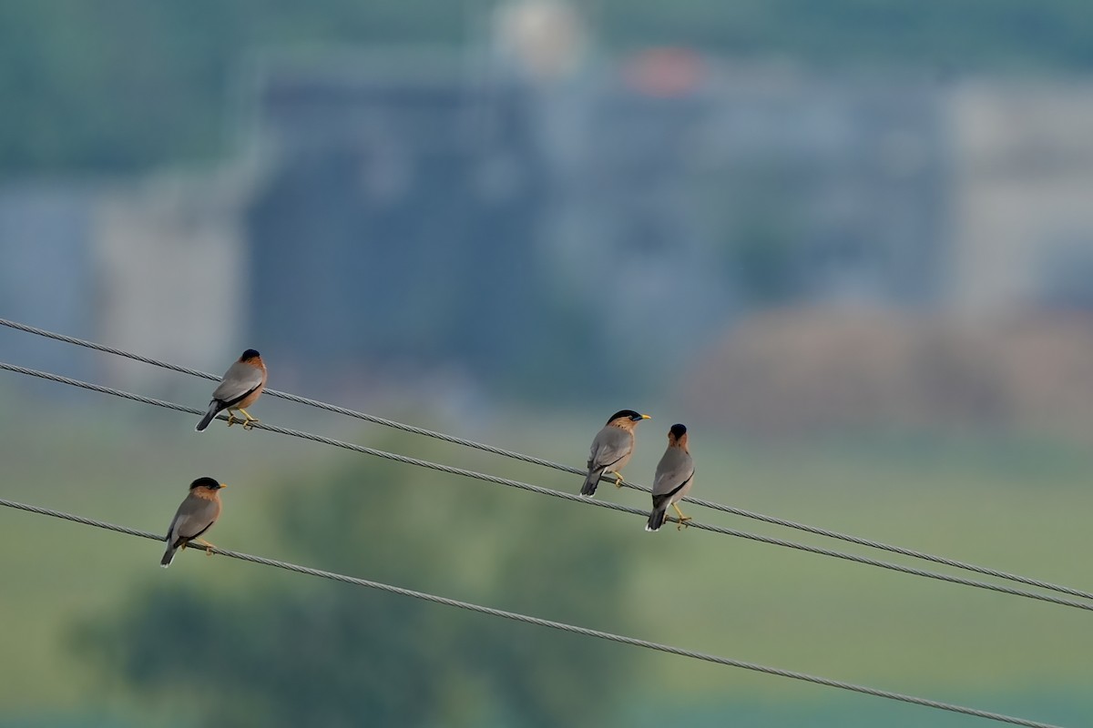 Brahminy Starling - ML639056897