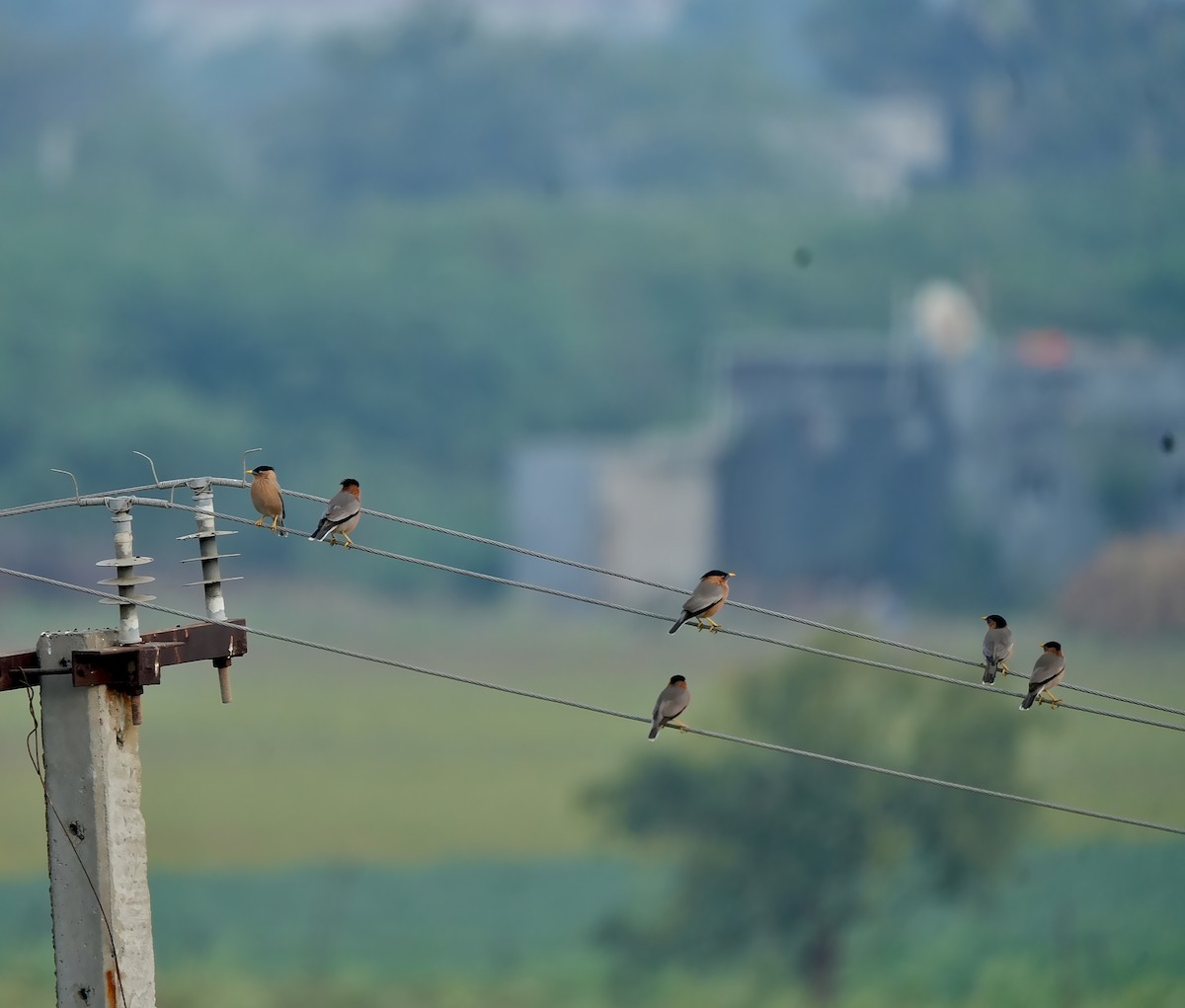 Brahminy Starling - ML639056899