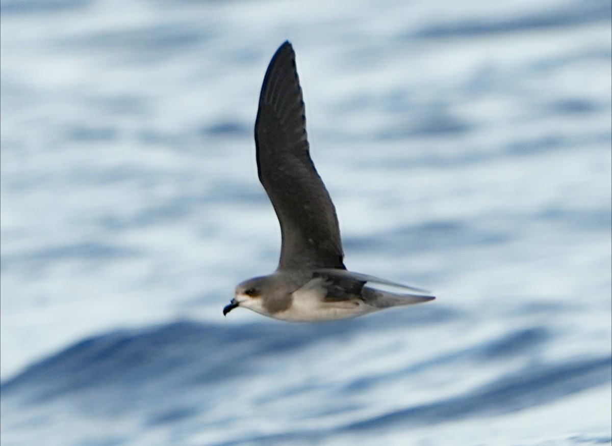 Zino's Petrel - ML639056942