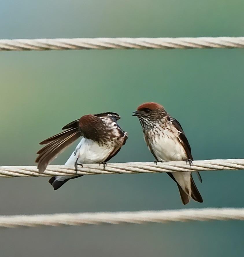 Streak-throated Swallow - ML639056954