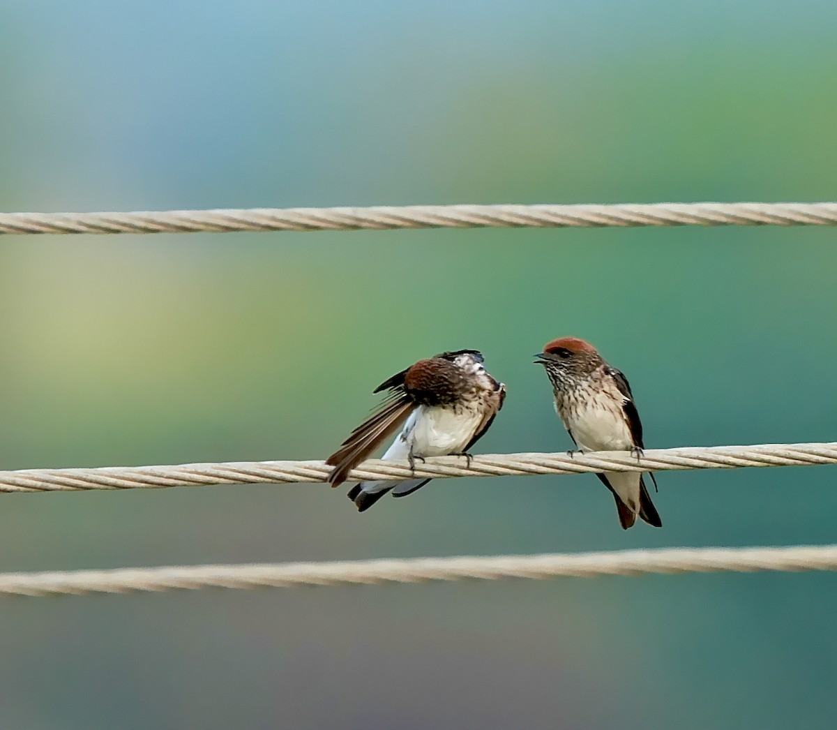 Streak-throated Swallow - ML639056955
