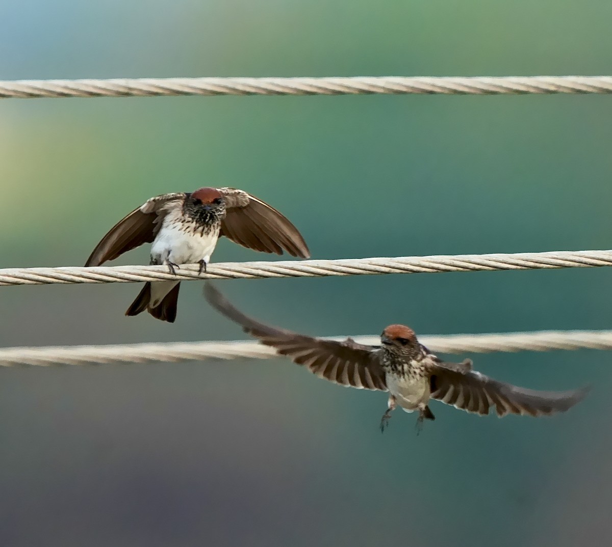 Streak-throated Swallow - ML639056956