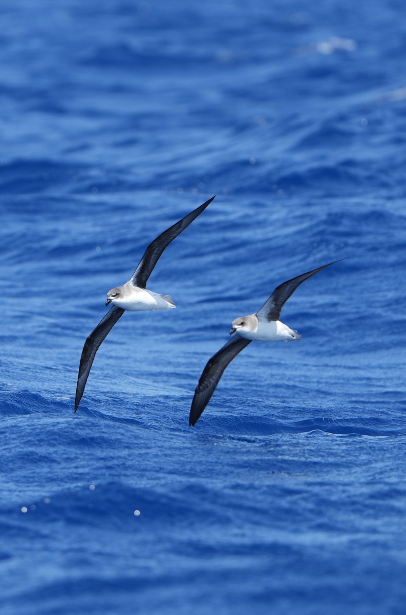 Desertas Petrel - ML639056957