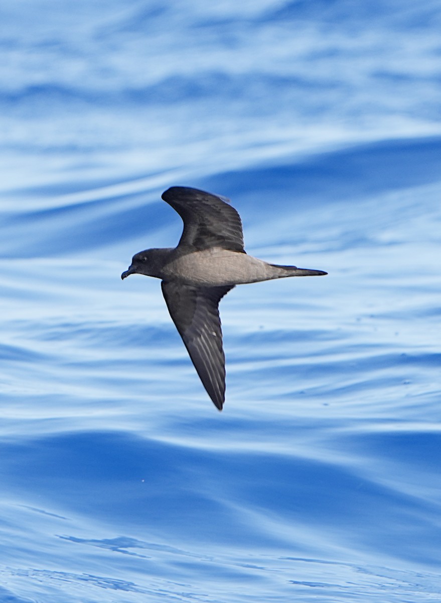 Bulwer's Petrel - ML639056959
