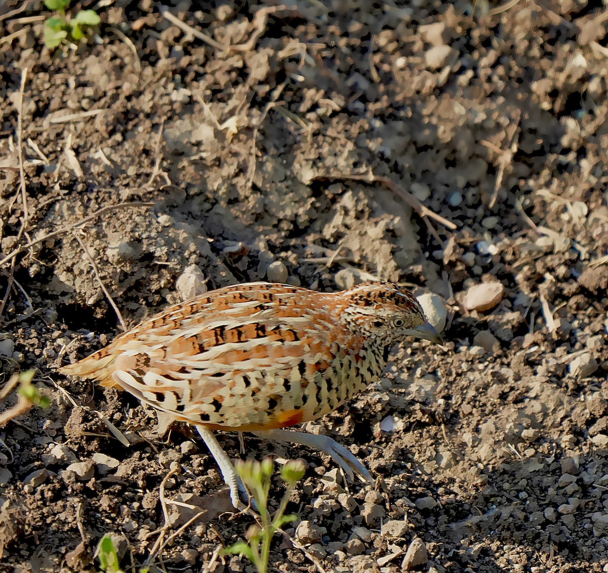 Barred Buttonquail - ML639056972