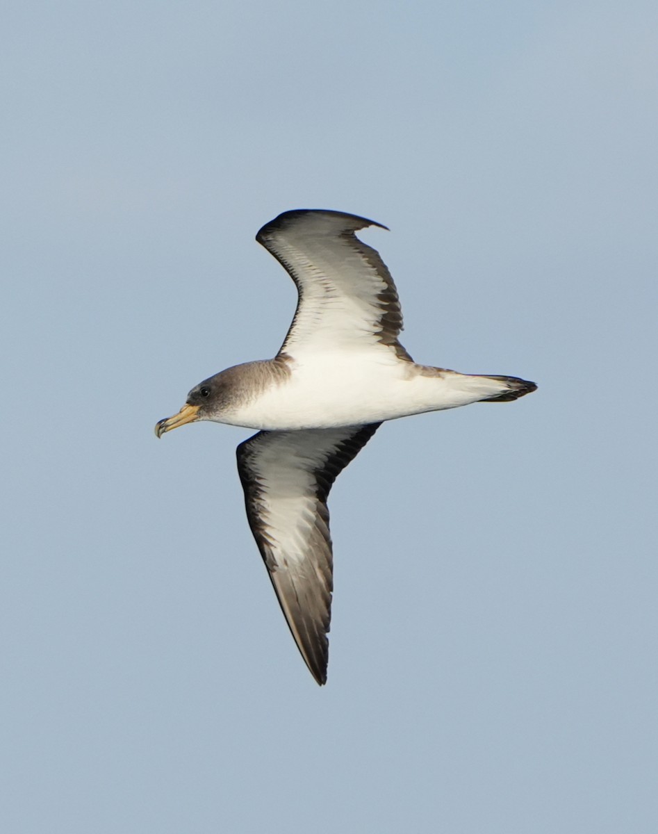 Cory's Shearwater - ML639056973