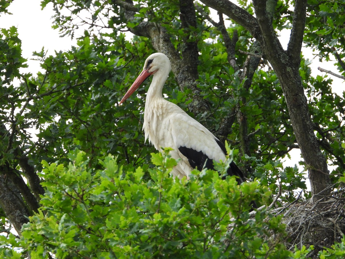 White Stork - Ella Slinn